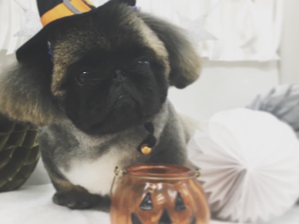 ◉トリミングのお知らせ◉