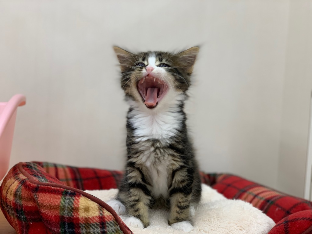 ⭐ねこちゃんずの紹介⭐