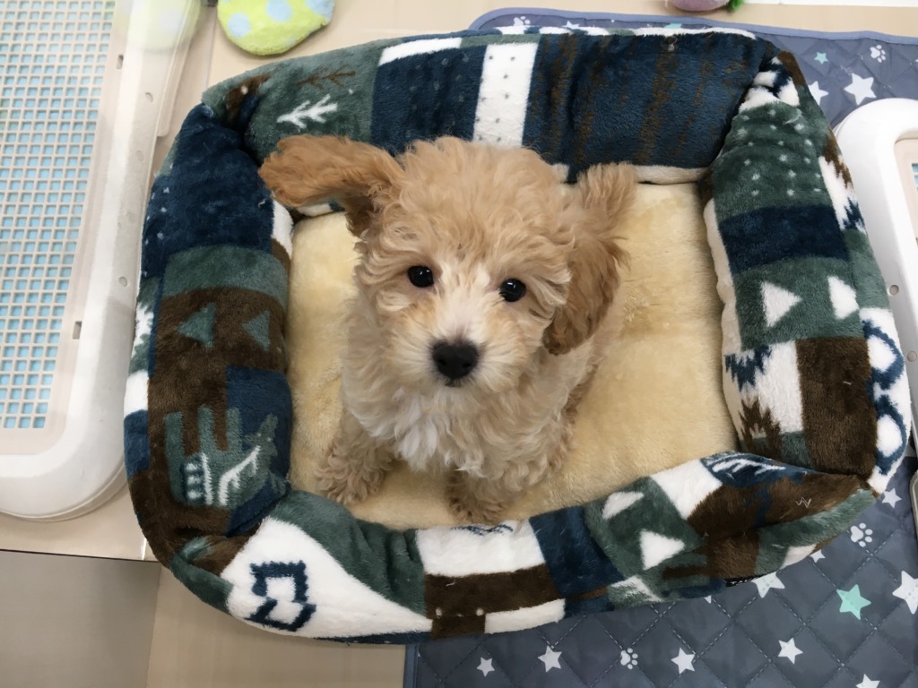 ☆おすすめ犬バトンタッチ☆