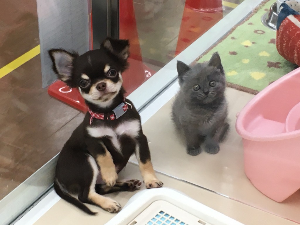 ☆tent ten FESTA 開催のお知らせ☆