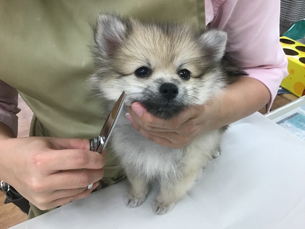 ポンちゃんのお手入れ✨