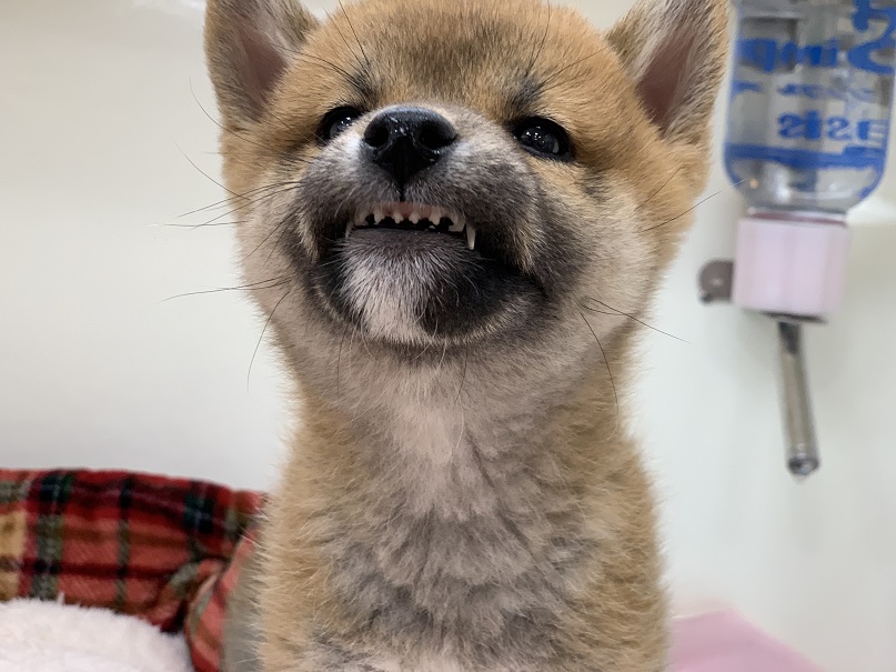 ｎｅｗおすすめ犬 ペットハウステンテン