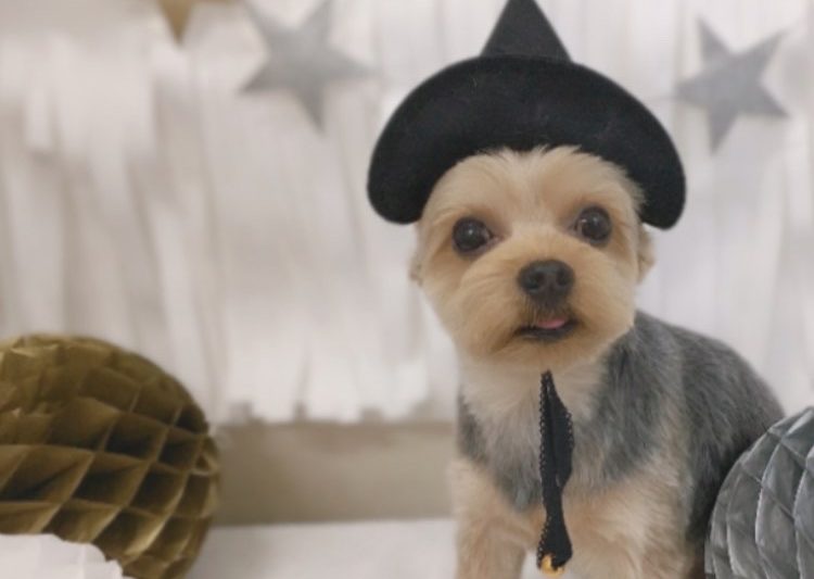 OTARU✻トリミングの空き状況