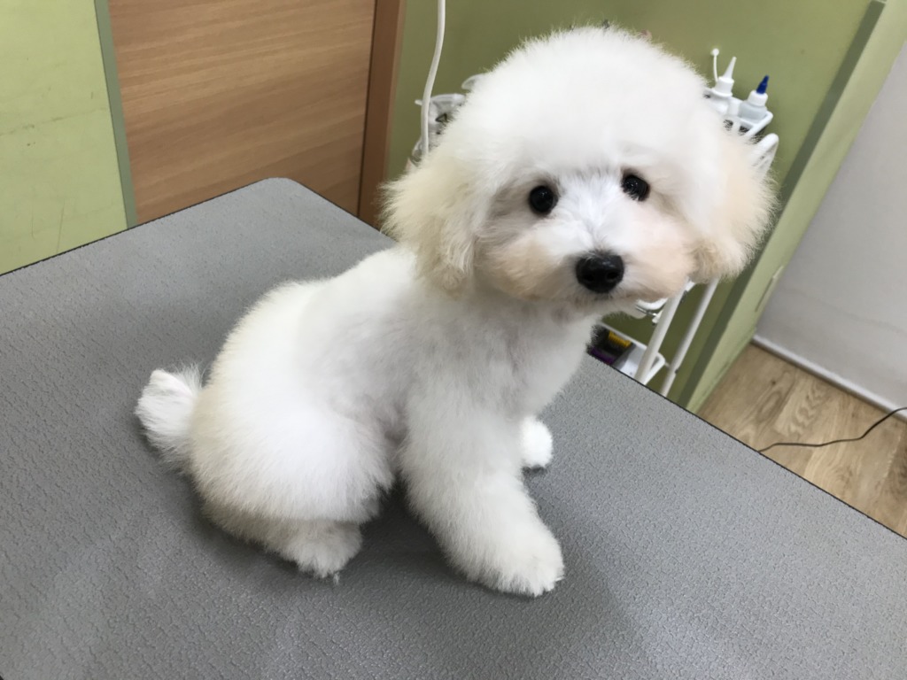 🐩トイプードルロード🐩