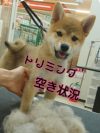 トリミング予約状況☆