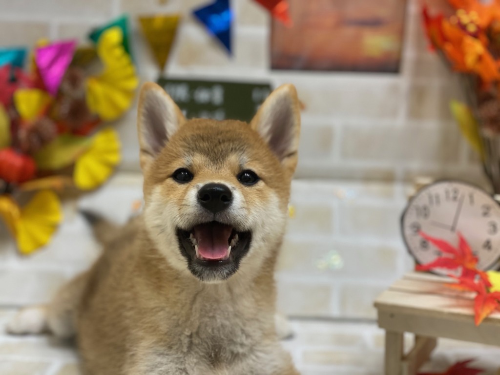 ✨期間限定✨