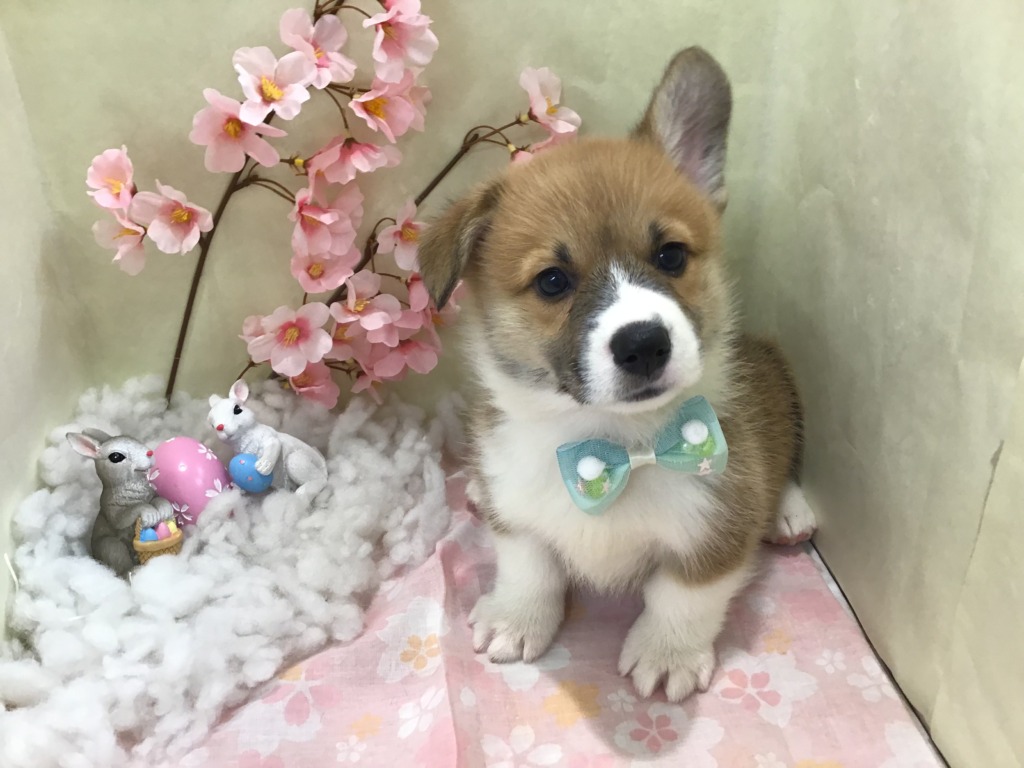 コーギーちゃんの仲間入りです ペットハウステンテンペットハウステンテン