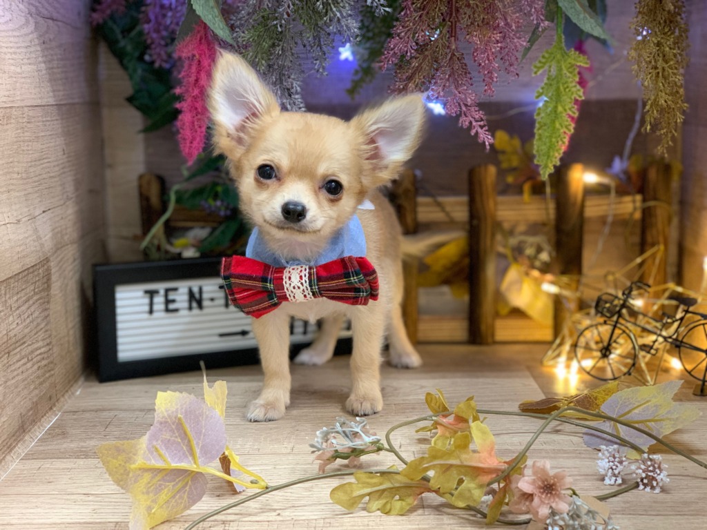 ＊オシャレなちーちゃん＊