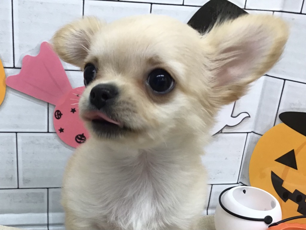 ☆当店の小さな食いしん坊☆