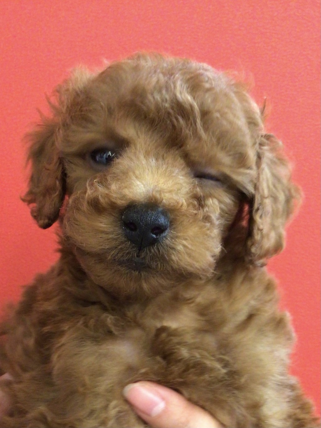☆魅力いっぱいミックス犬＆超キュートぷー兄妹☆
