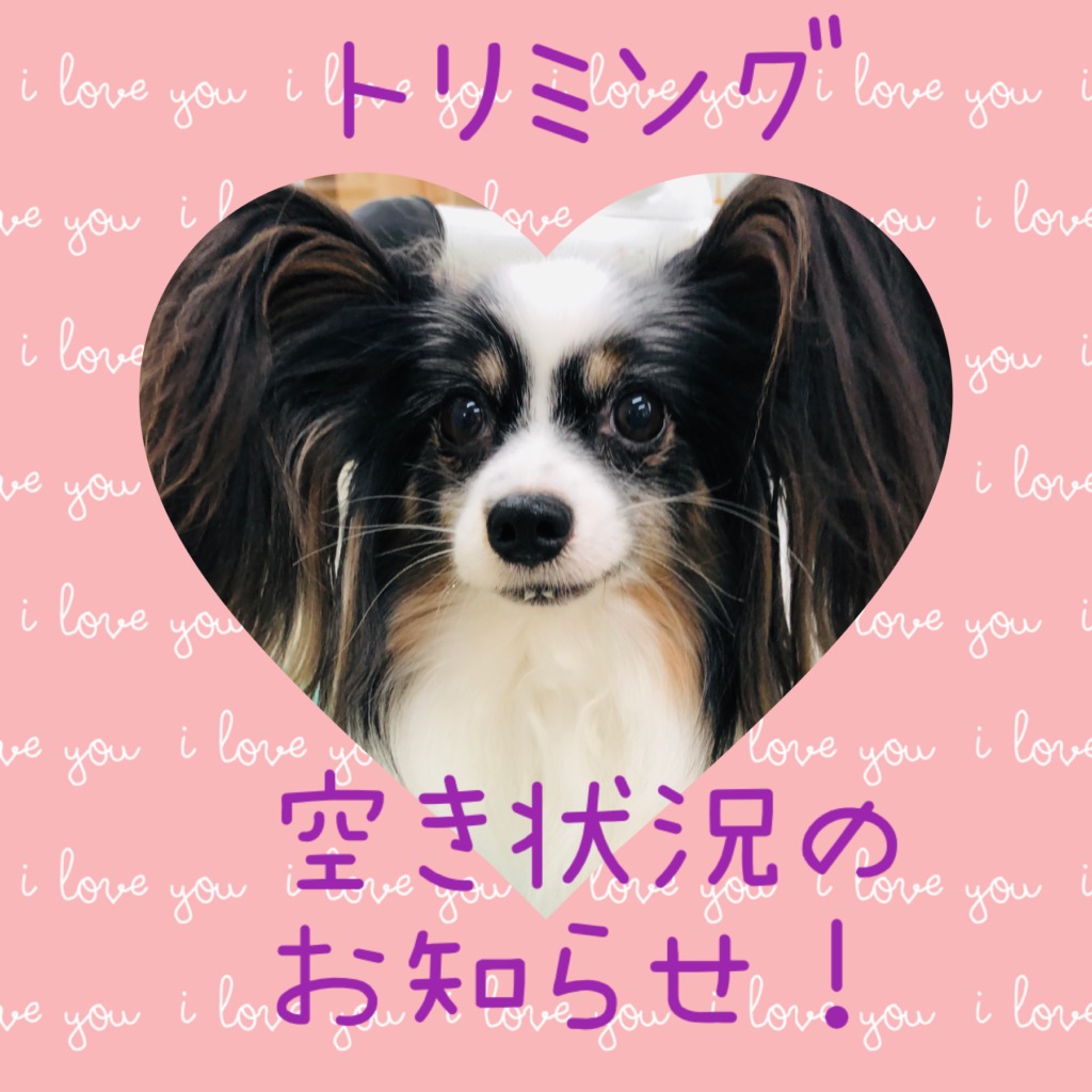 ＊トリミング予約空き状況＊