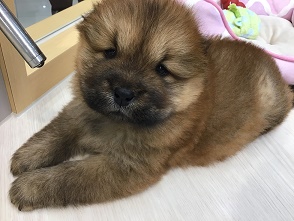 NEW💕おすすめわんちゃん
