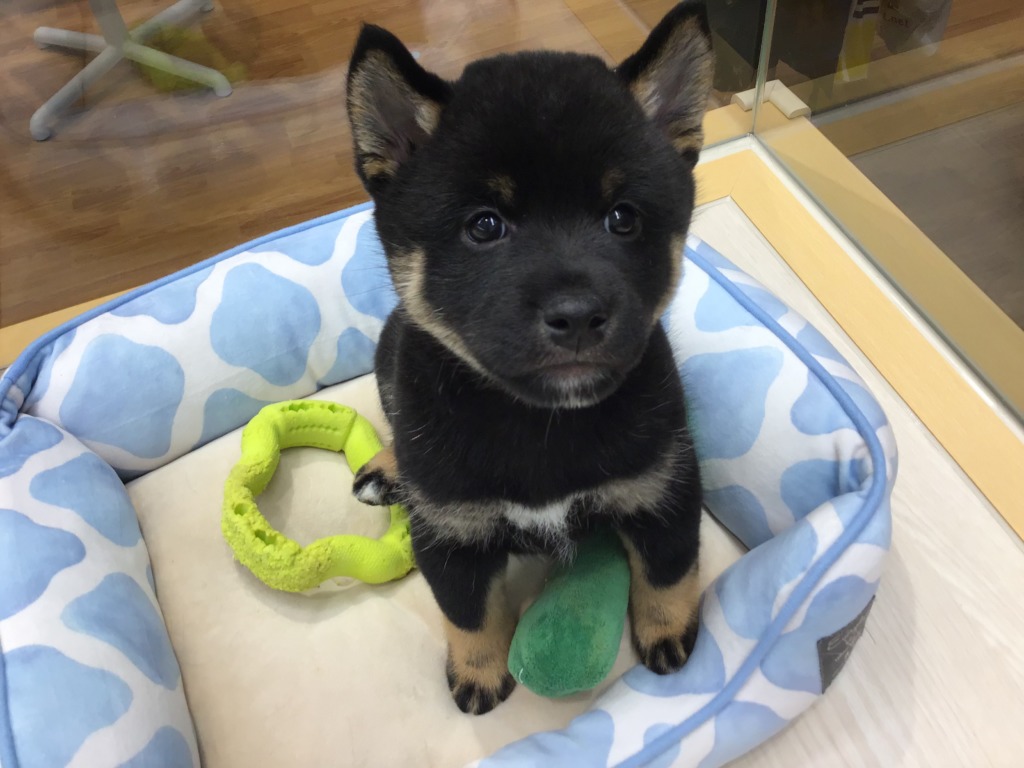 柴ちゃんズご紹介🐾