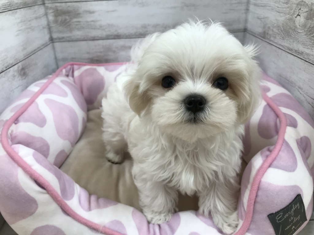 ★NEWおすすめ犬★