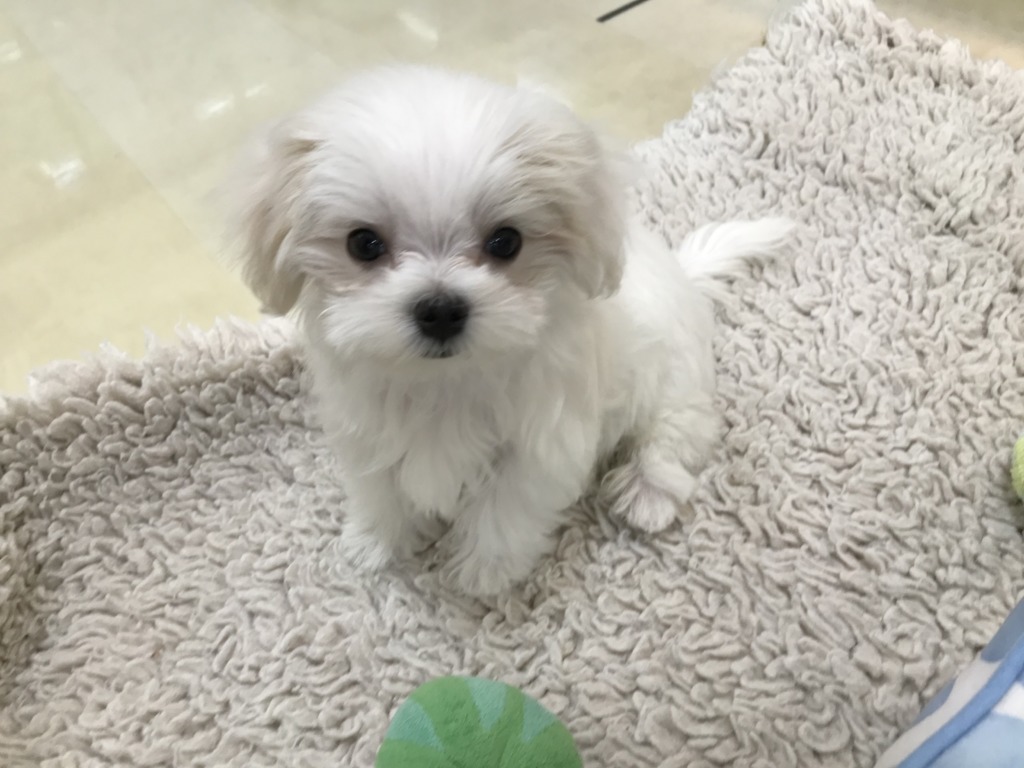 今日のマルちゃん☆