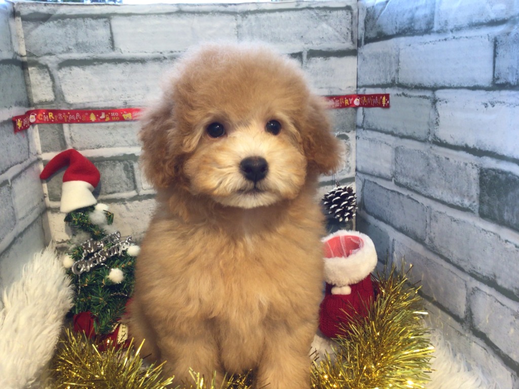 お知らせ★☆★☆★