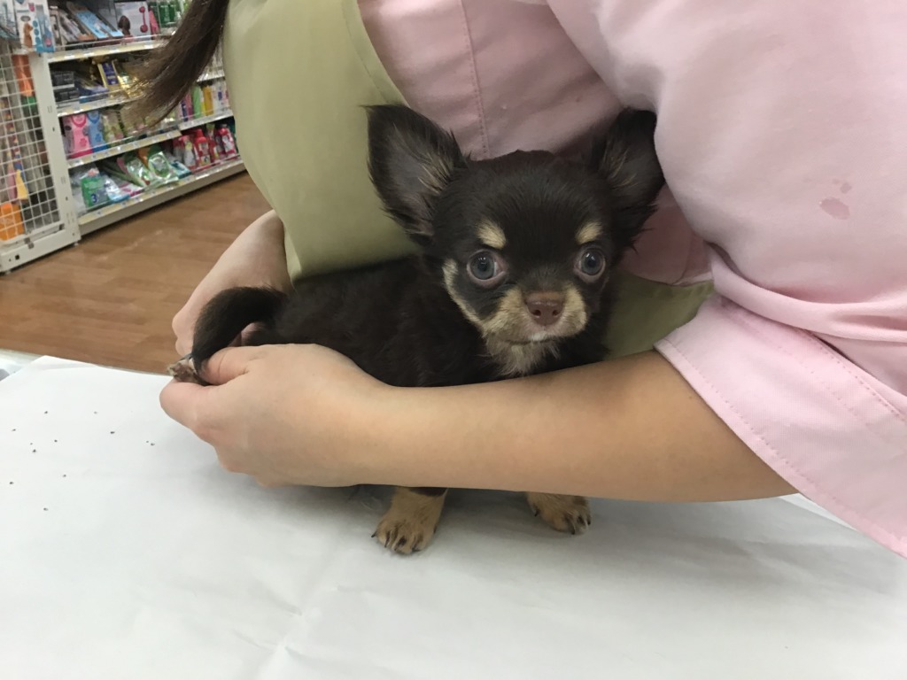 ちっちのお手入れ☆