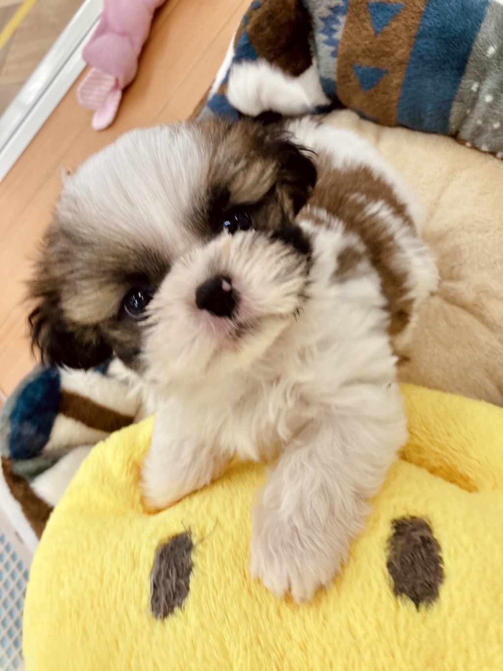 ☆手稲店のおすすめわんちゃん☆