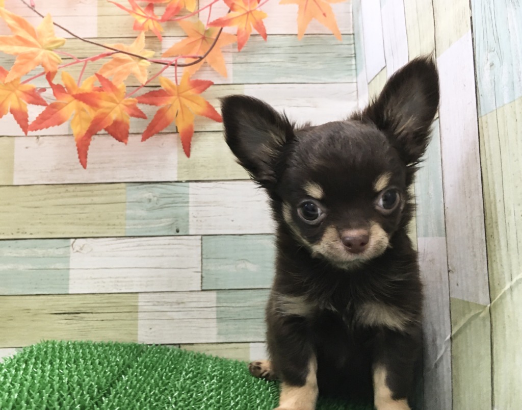 おすすめ犬バトンタッチ！