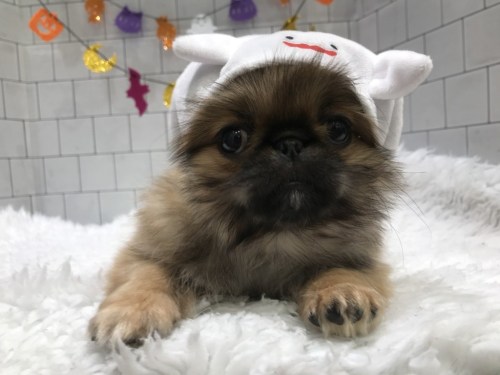 ぺっぺお引越ししました ペットハウステンテンペットハウステンテン