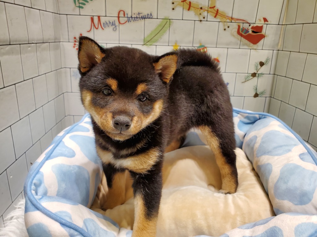 新しいお友達のご紹介♫