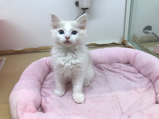 新しいお友達♫