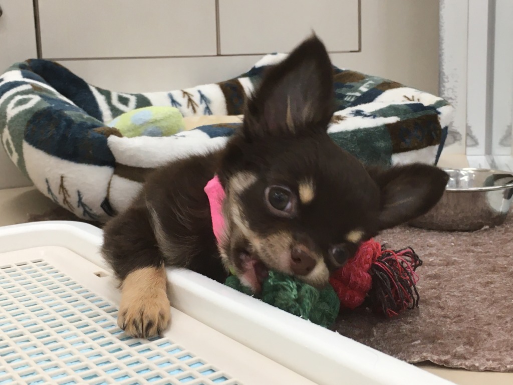 今日のちっち♬