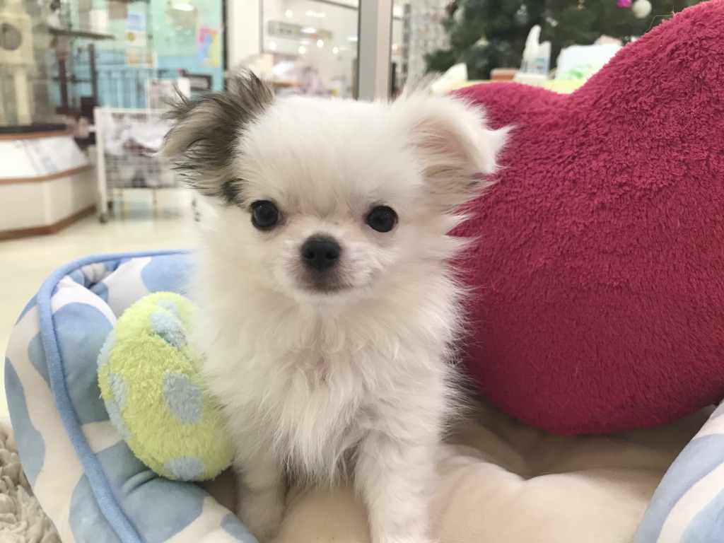 今日のちーちゃん