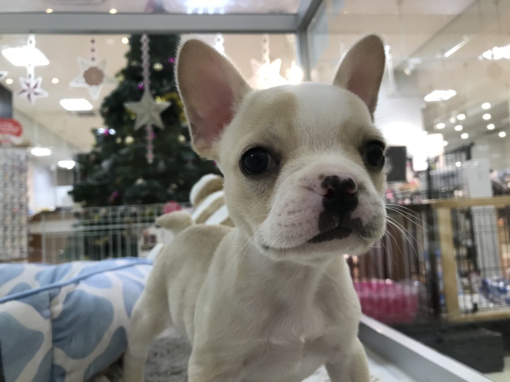 オススメ犬バトンタッチ💜