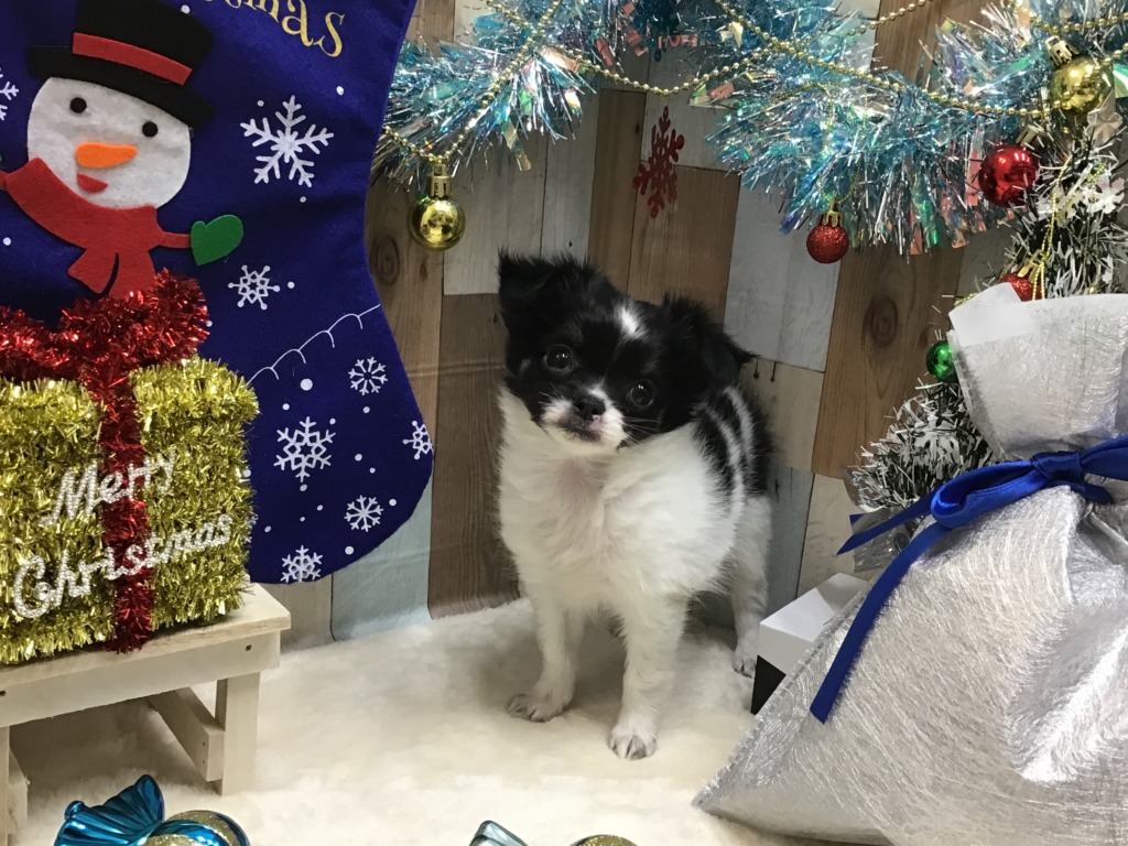 🐾バトンタッチ🐾