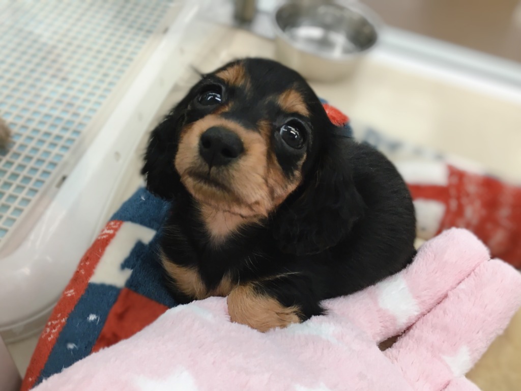 ☆おすすめ犬バトンタッチ☆
