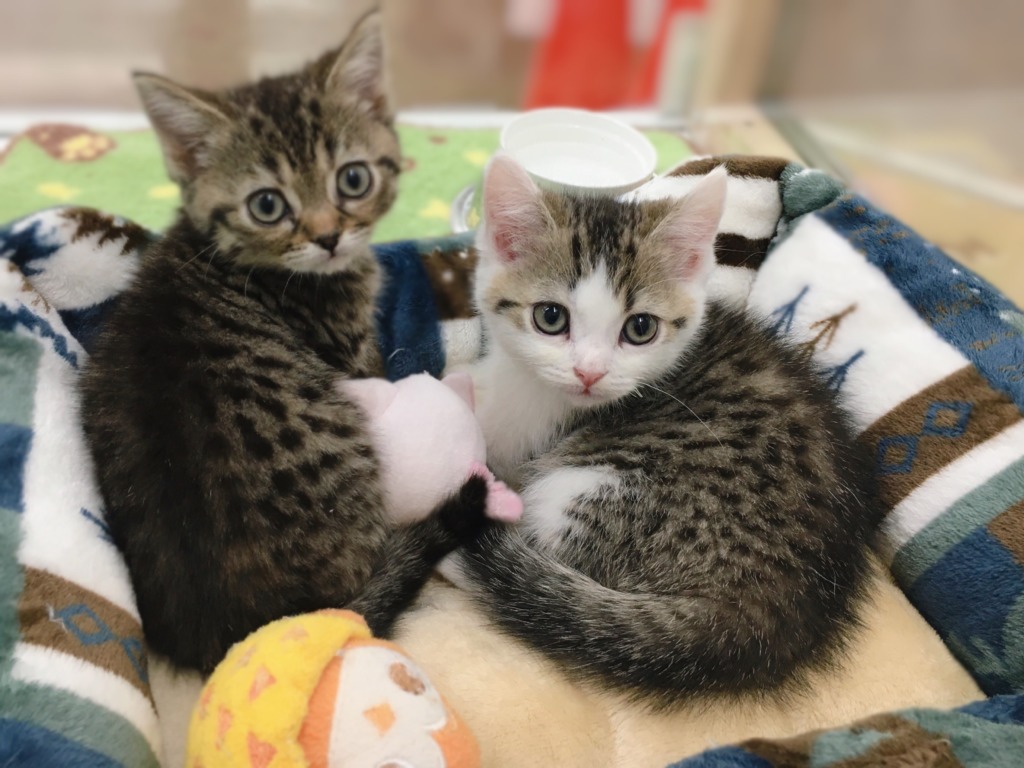 小樽店の子達をご紹介！！