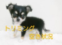 トリミング空き状況☆