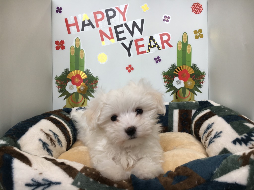 あけましておめでとうございます！