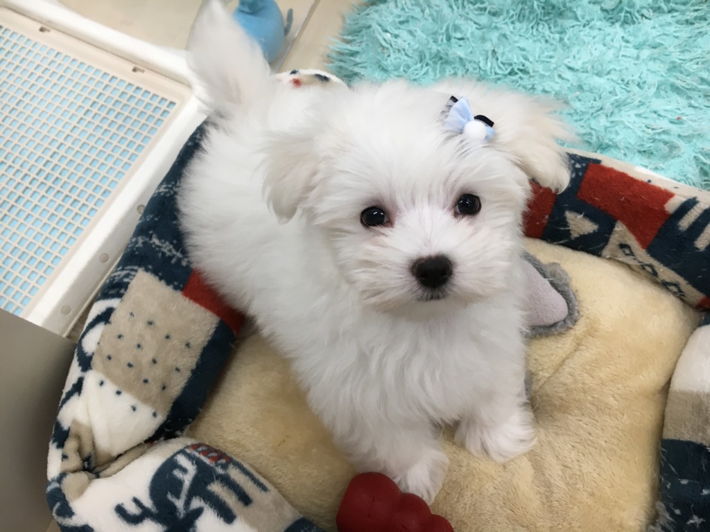 おすすめ犬チェンジ！！
