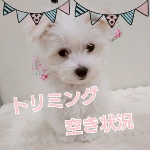 本日トリミング空いてます⭐