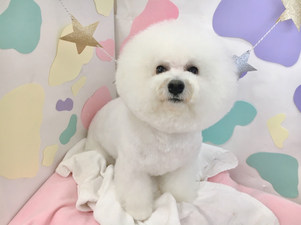 ★★★今週のトリミング予約状況★★★