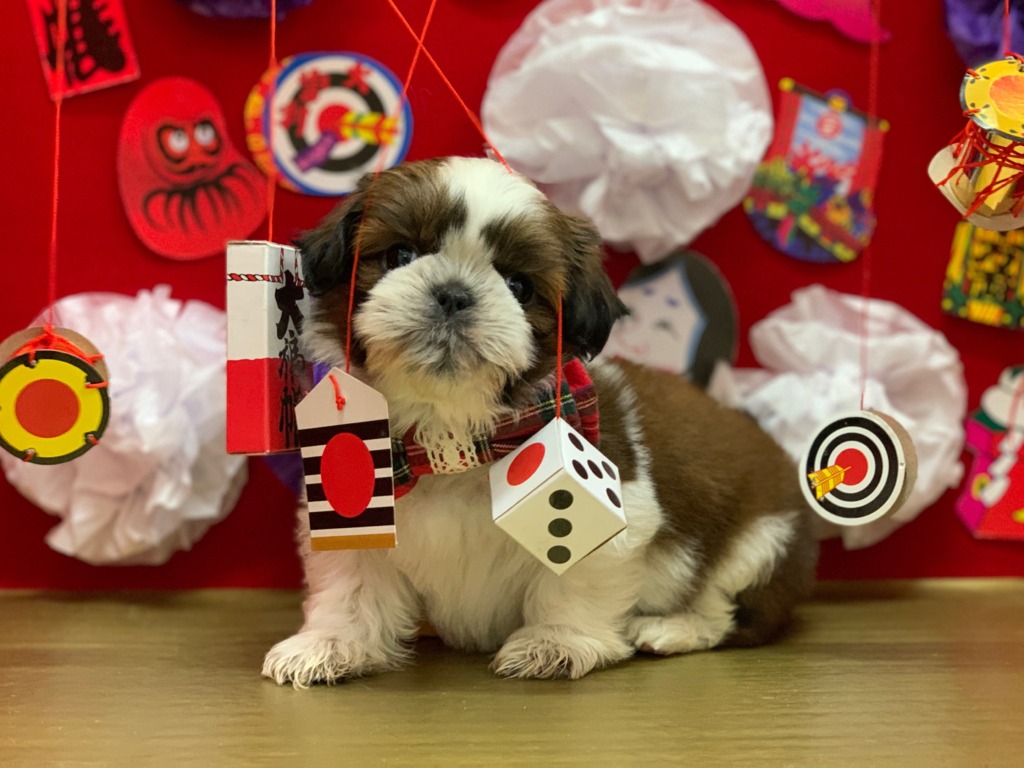 new★シーズーちゃん🐶