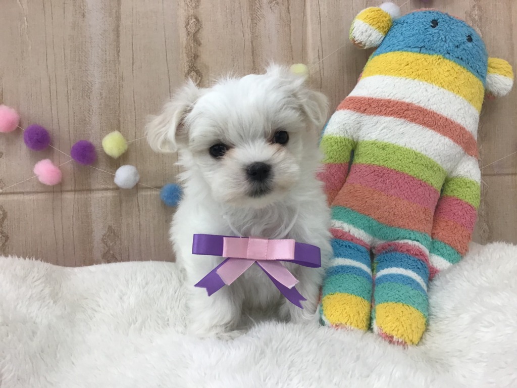 マルくんお家が決まりました☆