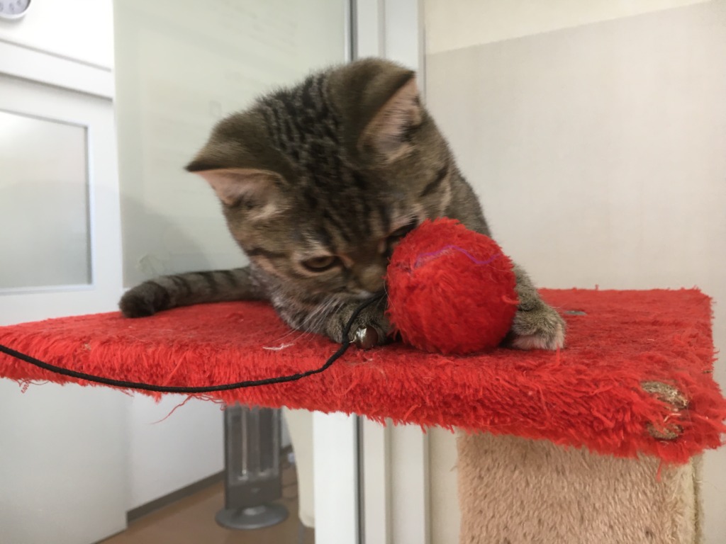 甘えん坊スコにゃん♪