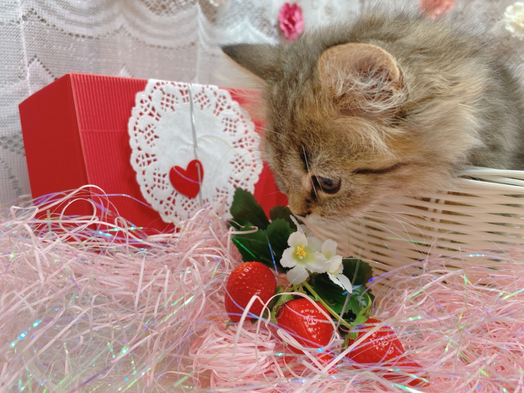 Happy　Valentine：❤