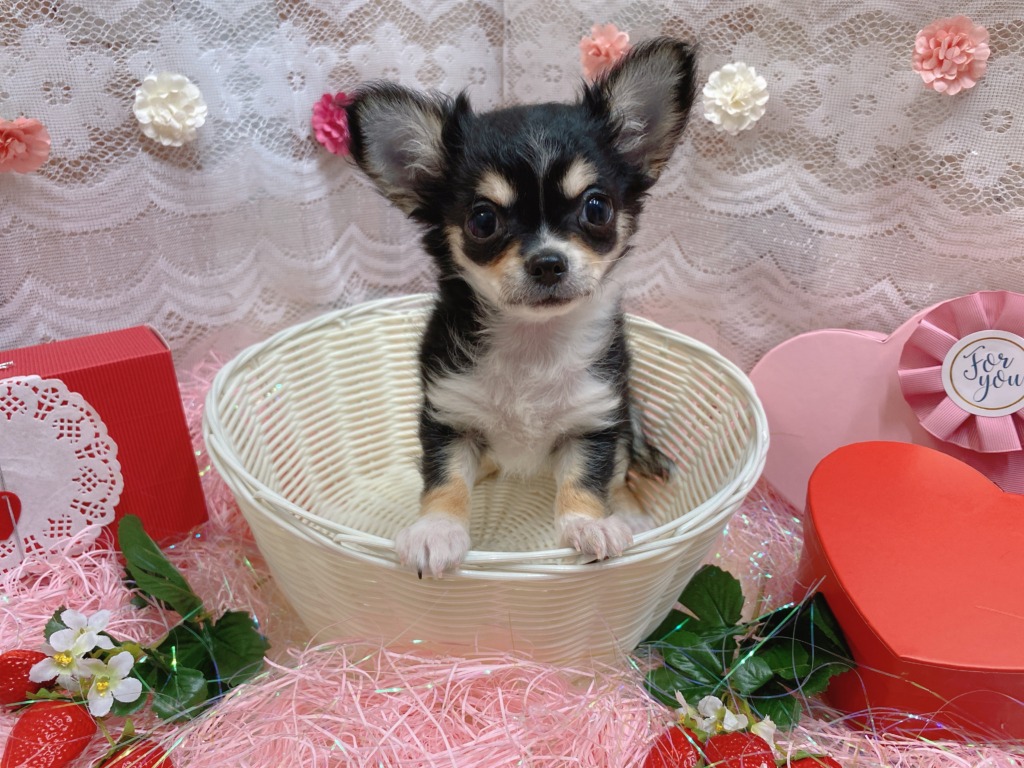 🐾バトンタッチ🐾