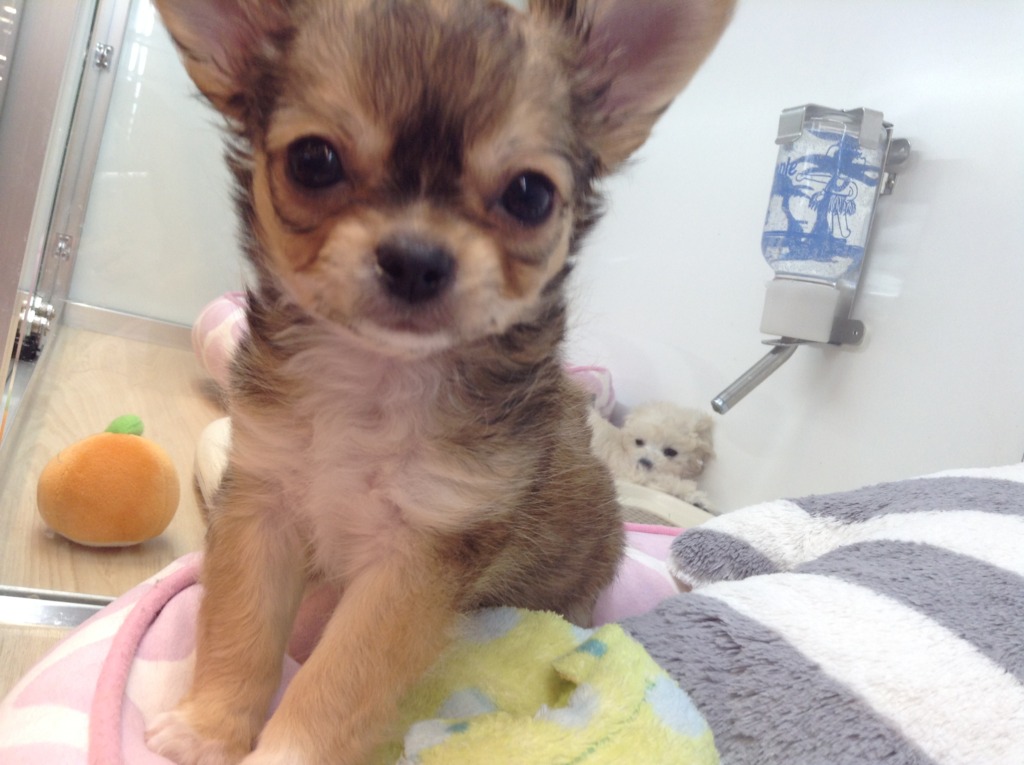 ☆お家決まりました♪＆おすすめ犬紹介☆