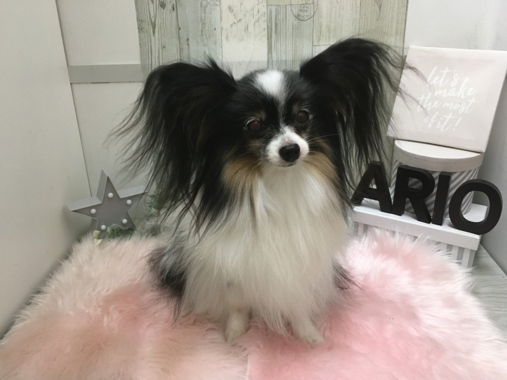 札幌 ペットショップ ペットハウステンテン 札幌 ペットショップ ペットハウステンテン