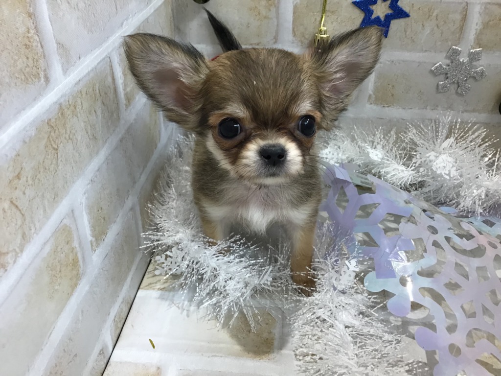 🆕にゅーふぇいす紹介🆕