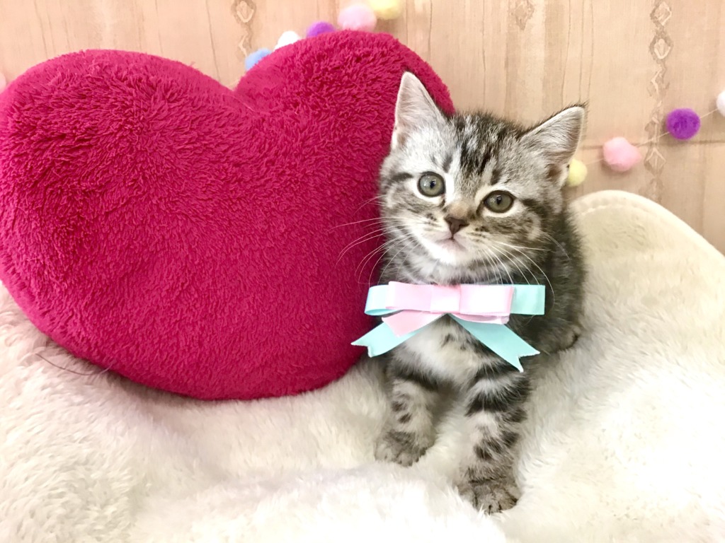 とっても可愛いネコちゃんが来ました☆