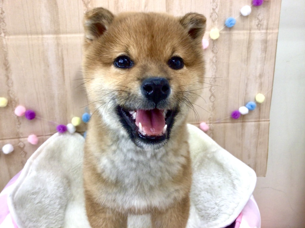 にゅーふぇいす😊
