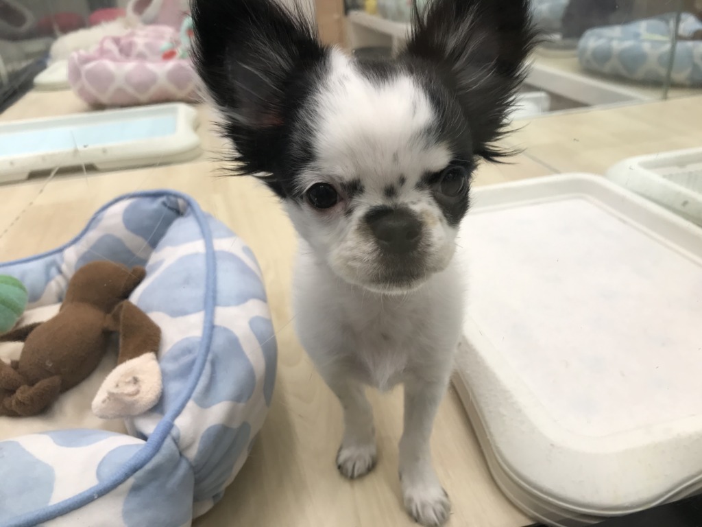 ちーくん、お部屋お引越しの巻🏠