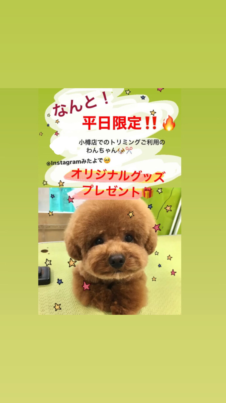 『ブログみたよ！』平日限定トリミングご予約でオリジナルキーホルダープレゼント♡