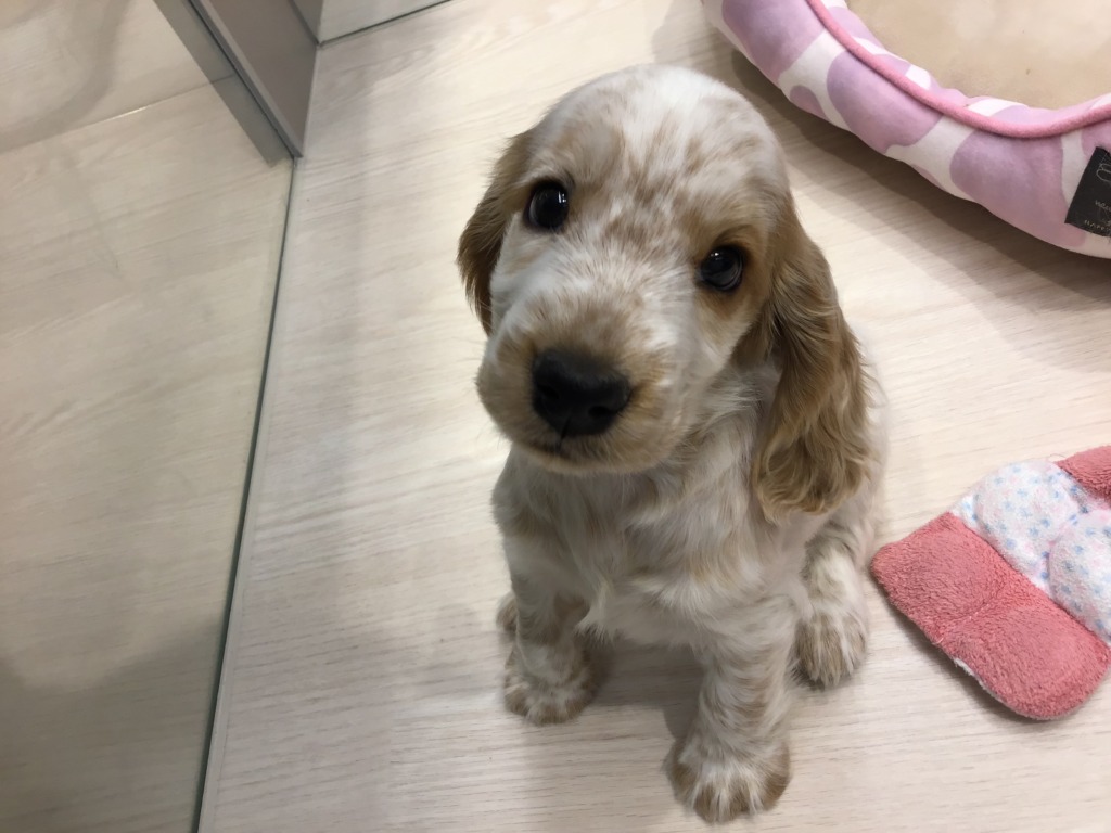 おすすめ犬紹介☆彡